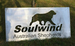 Individuelle Werbung für einen Züchter von „Australian Shepards“